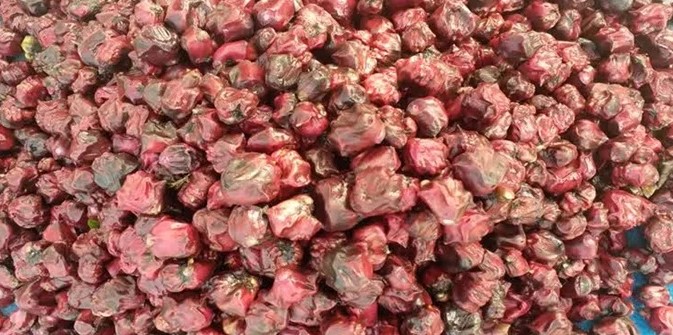 धानखेती डुबानले नष्ट भएपछि सिँघाराखेती गर्दै किसान