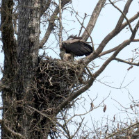 दार्चुलाको प्रतिनिधिसभामा बडू र प्रदेश सभामा धामी निर्वाचित