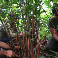 सङ्खुवासभामा कांग्रेसका दीपक खड्का निर्वाचित