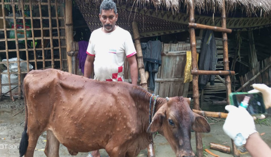 ‘लम्पी स्किन’बाट १० वटा गाई मरे