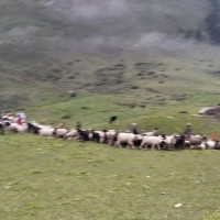 कर्णाली स्वास्थ्य विज्ञान प्रतिष्ठान र न्यूफाउन्डल्याण्डबीच समझदारी