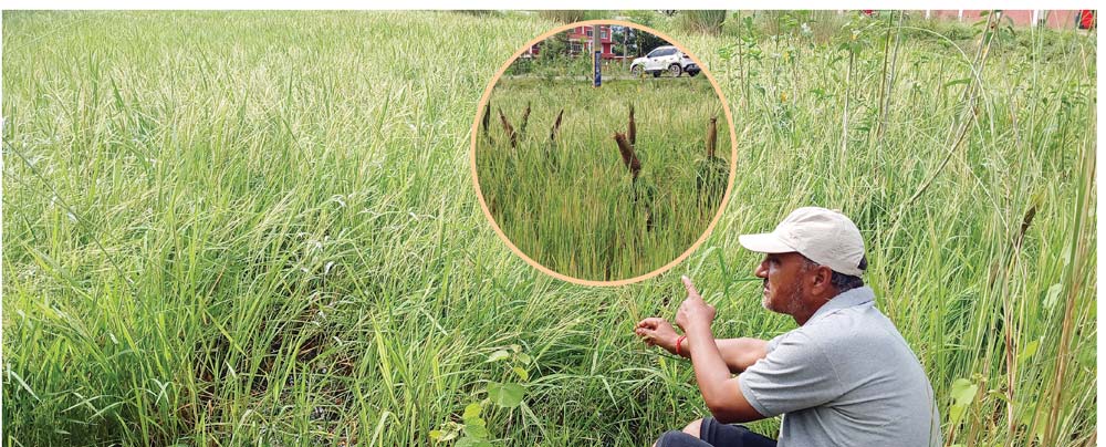 जालीले छोपेर जङ्गली धानको संरक्षण