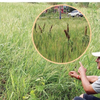 राष्ट्रपतिसँग चिनियाँ नेताको शिष्टाचार भेट