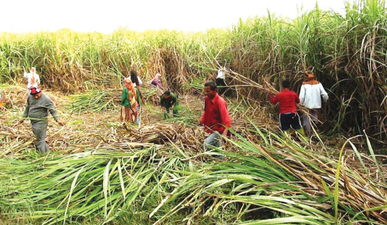 उखु किसानले अनुदान रकम प्राप्त गर्न थाले