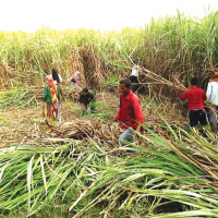 सुकुटेमा रिसोर्टहरूद्वारा सार्वजनिक जग्गा अतिक्रमण