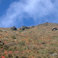 विद्यालय तोडफोड गर्ने दुई युवा पक्राउ