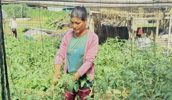 पोखरा महानगरमा गठबन्धन उम्मेदवारको अग्रता