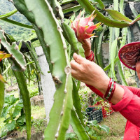 मलको आपूर्तिका लागि भारतसँग कूटनीतिक पहल गरौं : डा. सङ्ग्रौला
