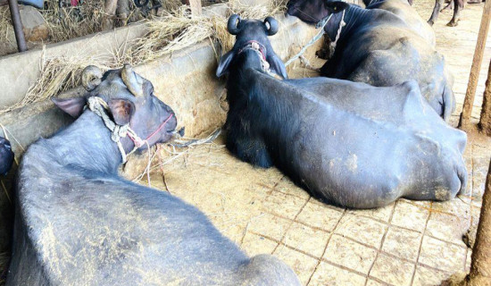 बागलुङका किसानले गराए ७०५ पशुको बिमा
