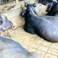 गण्डकी प्रदेशको नीति तथा कार्यक्रम प्रस्तुत