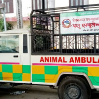 कपिलवस्तुको मायादेवी गाउँपालिकामा अध्यक्ष र उपाध्यक्षमा कांग्रेस विजयी