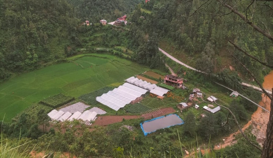 गुल्मीमा १२१ हेक्टर क्षेत्रफलमा चक्लाबन्दी खेती