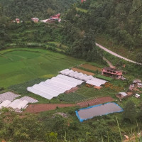 बिक्री हुन छाडेपछि भैसीलाई खुवाउँदै भिण्डी