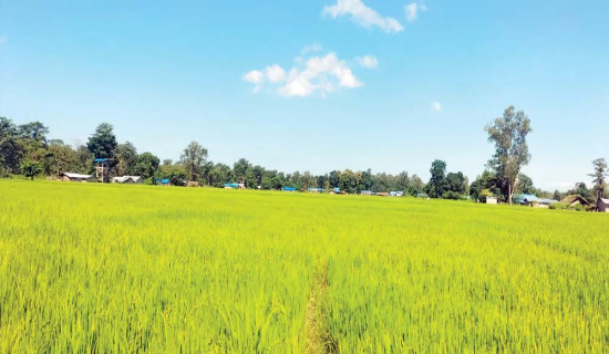 बढ्न थाल्यो आयात