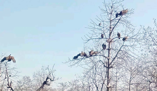 हराउन थाले गिद्धका गुँड