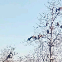 बागमती सबैभन्दा प्रतिस्पर्धी
