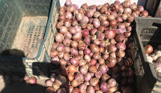 आयात रोक्न प्याजमा अनुदान