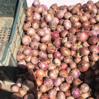 मलको आपूर्तिका लागि भारतसँग कूटनीतिक पहल गरौं : डा. सङ्ग्रौला