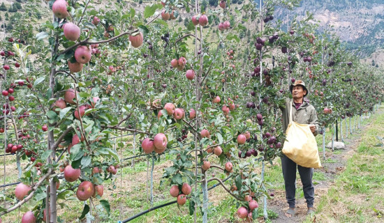 मुस्ताङमा उच्च घनत्वको स्याउ उत्पादन दस प्रतिशतले बढ्यो