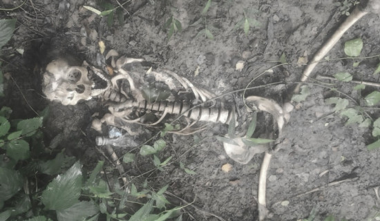 कपिलवस्तुमा मानव कङ्काल फेला