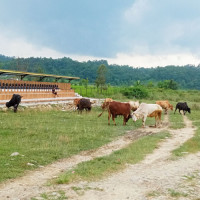 आजका लागि विदेशी मुद्राको विनिमयदर