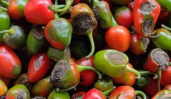 अकबरे खुर्सानीमा रोग–किराको प्रकोप