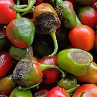 कार्ययोजना स्वीकृत नहुँदा संरक्षण क्षेत्र प्रभावित