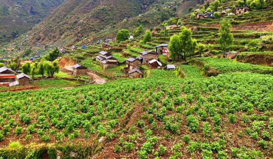बागलुङमा खायन आलुखेतीको क्षेत्र विस्तार