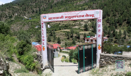 लसुनका दुई वटा नयाँ जात सिफारिस
