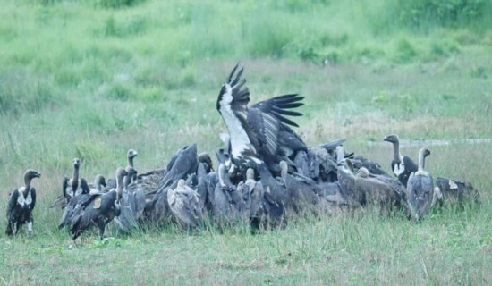 जटायु रेष्टुरेन्टमा २३७ गिद्ध गणना