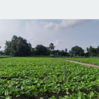वर्षाको आशमा  किसान