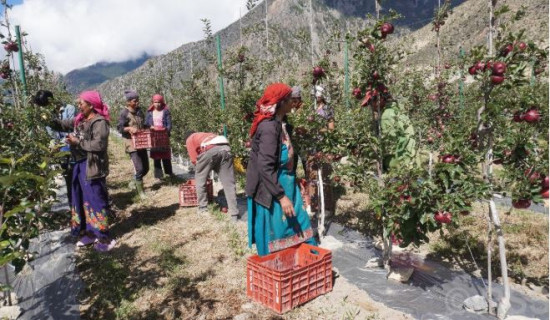 मुस्ताङमा ‘हाइब्रिड’ स्याउ उत्पादनमा वृद्धि