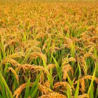 सामान्य बन्दै अवस्था