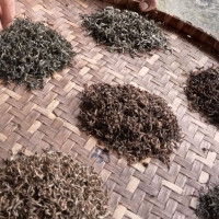 जनकपुरबाहेक अन्य टिममा मार्की खेलाडी कप्तान
