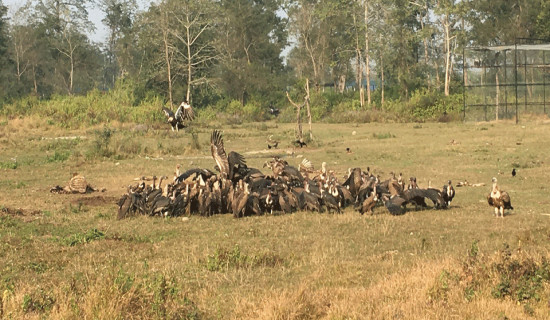 स्थानान्तरणको विकल्प खोजिँदै