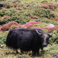 नेपाल भारतसँग ७–० गोलले पराजित