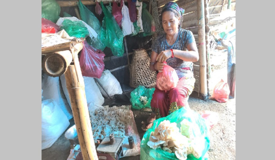 च्याउखेतीले बदलेको पुन दम्पत्तिको जीवन