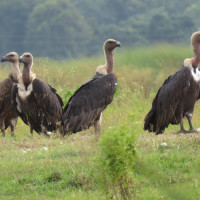 पुस्तक समीक्षा : अमेरिका जान चाहनेलाई उपयोगी पुस्तक ‘सपना र यथार्थमा अमेरिका’