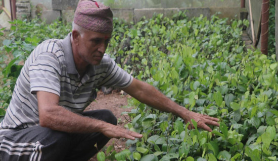 मरिचका बिरुवा बेचेर मनग्य आम्दानी