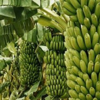 अर्थतन्त्र उकासिने अपेक्षा