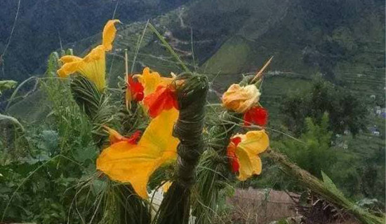 सुदूरपश्चिममा बुढी पोल्ने पर्व मनाईंदै