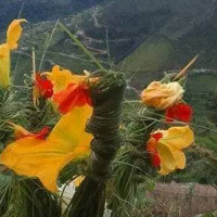कोराला नाका सञ्चालनले व्यवसायी उत्साही