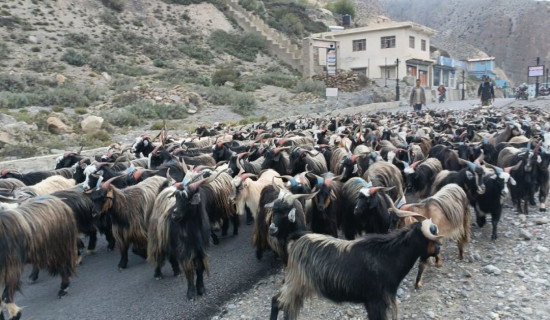 भेडाच्याङ्ग्राको मूल्य मुस्ताङमै ३५ हजार (फोटो फिचर)