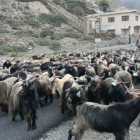 सवारी दुर्घटना : एक वर्षमा ८७ जनाको मृत्यु