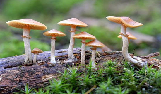 बिषालु च्याउ खाँदा छ जना बिरामी