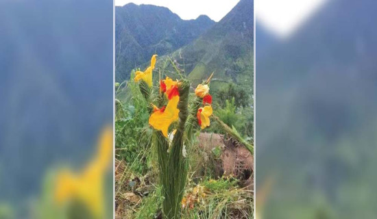 आधारभूत अस्पताल कर्णाली स्वास्थ्य विज्ञान प्रतिष्ठानले चलाउने