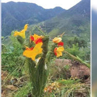शिक्षकका योगदान र समस्या सुनाउन केन्द्रित