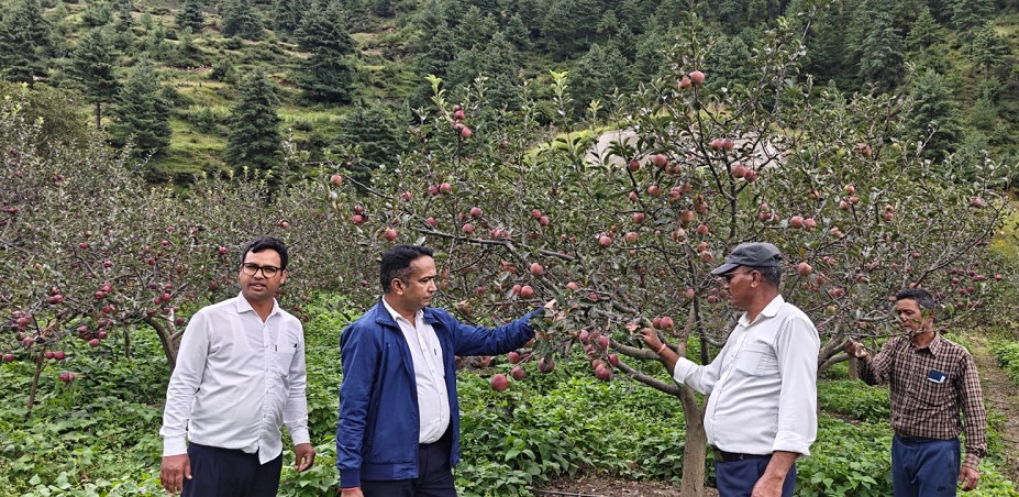 नयाँ स्पर जातका स्याउ सिफारिस