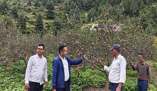 नयाँ स्पर जातका स्याउ सिफारिस