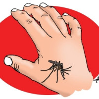 नयाँ स्पर जातका स्याउ सिफारिस